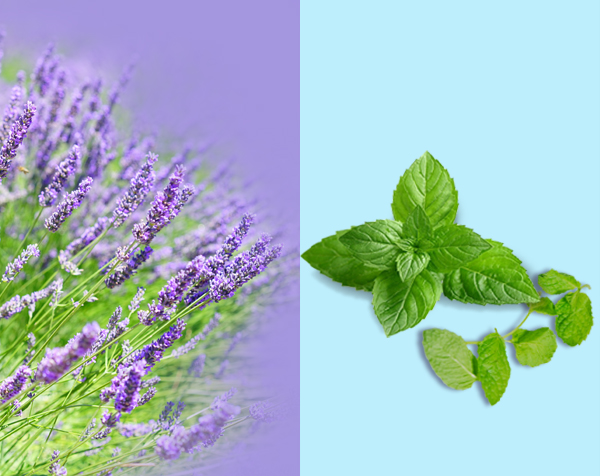 LAVENDER-MINT