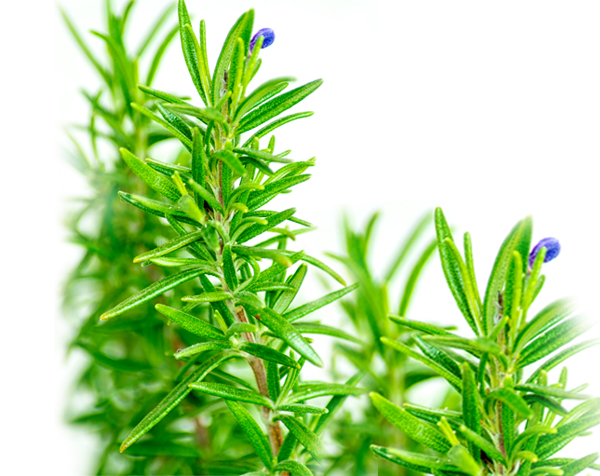 ROSEMARY