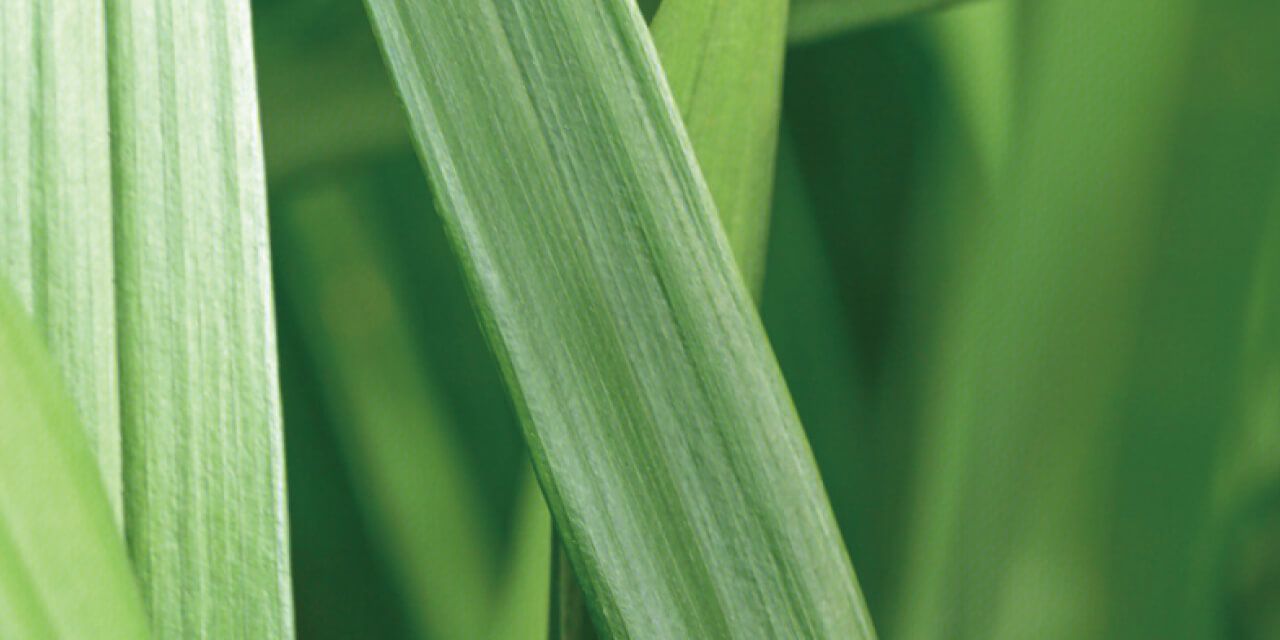 Geranium, Mixed Fruity Notes