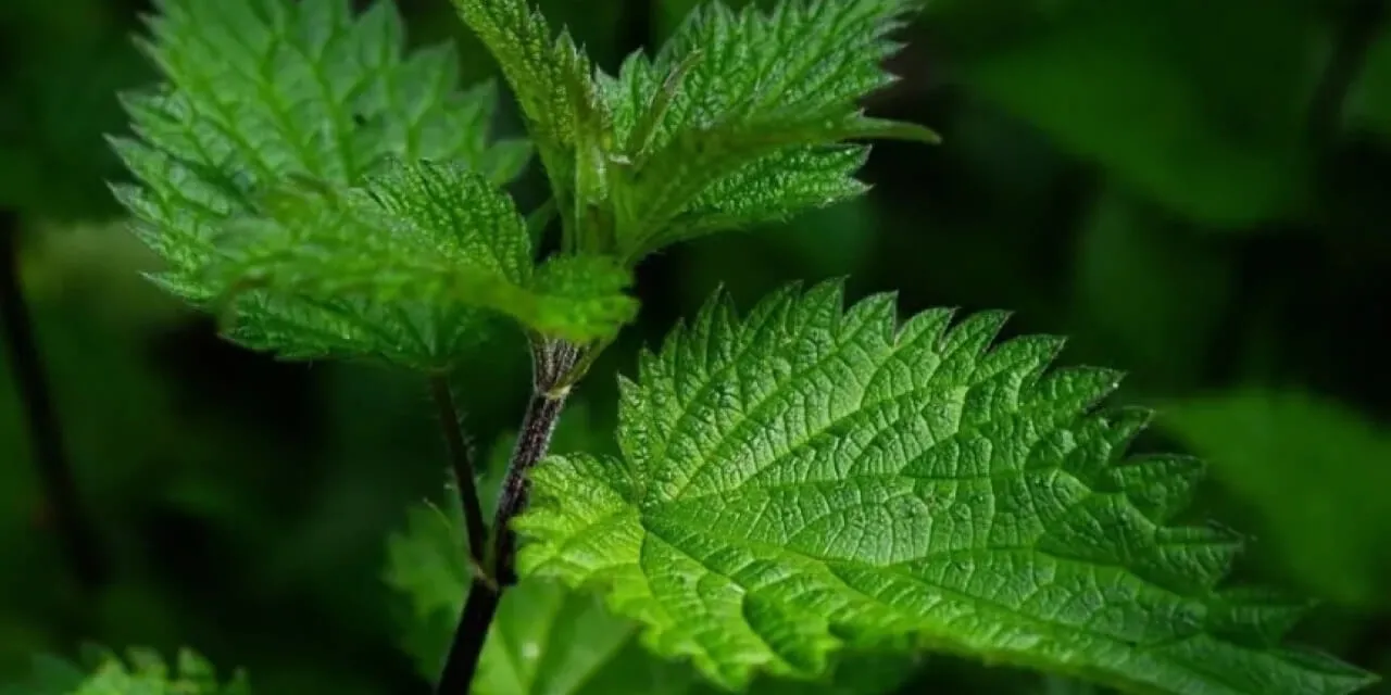 Patchouli, Musk