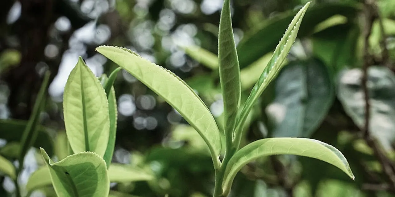 Bergamot, White Tea