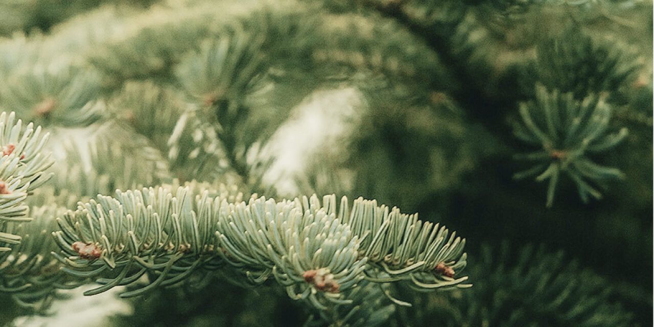 Cedarwood, Amber, Ambergris