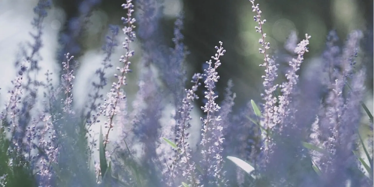 Clary Sage, Soft Citrus